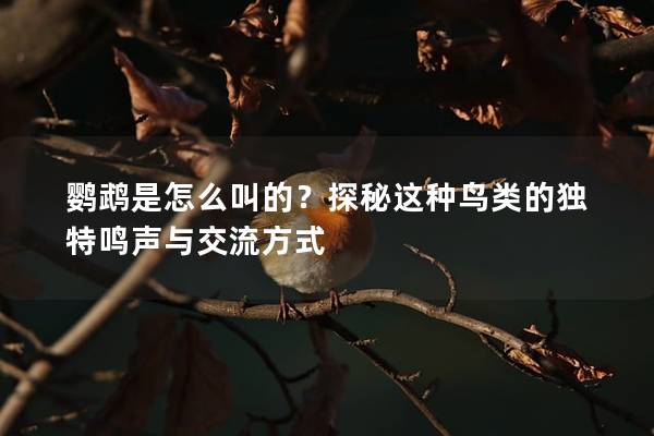 鹦鹉是怎么叫的？探秘这种鸟类的独特鸣声与交流方式