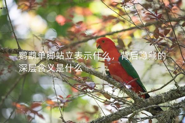 鹦鹉单脚站立表示什么，背后隐藏的深层含义是什么