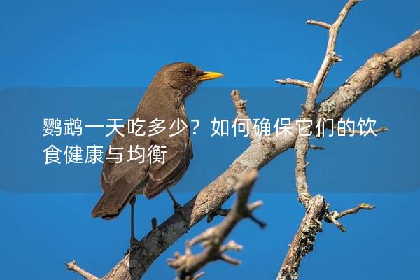 鹦鹉一天吃多少？如何确保它们的饮食健康与均衡