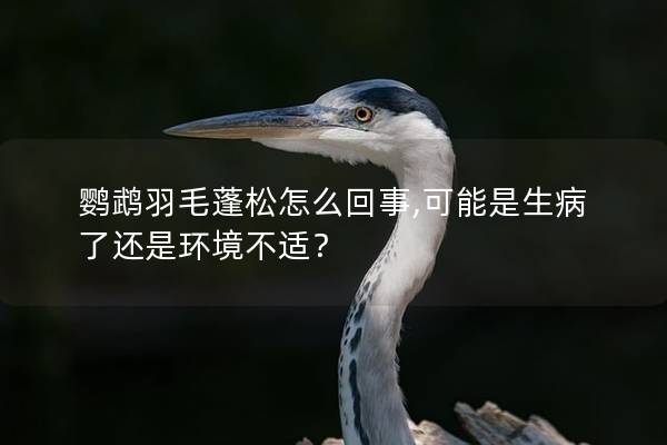 鹦鹉羽毛蓬松怎么回事,可能是生病了还是环境不适？