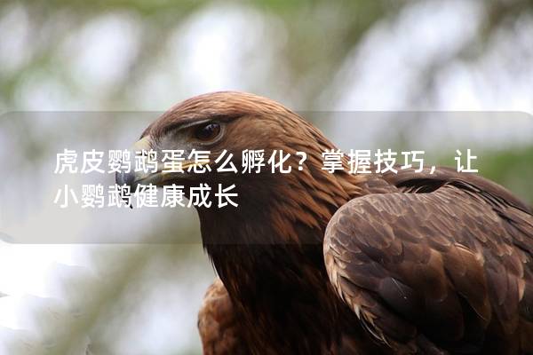 虎皮鹦鹉蛋怎么孵化？掌握技巧，让小鹦鹉健康成长