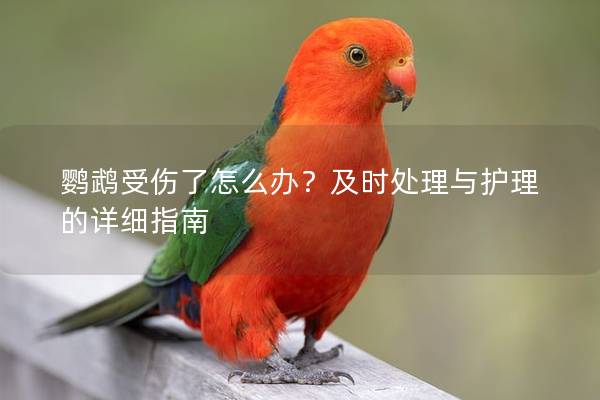 鹦鹉受伤了怎么办？及时处理与护理的详细指南