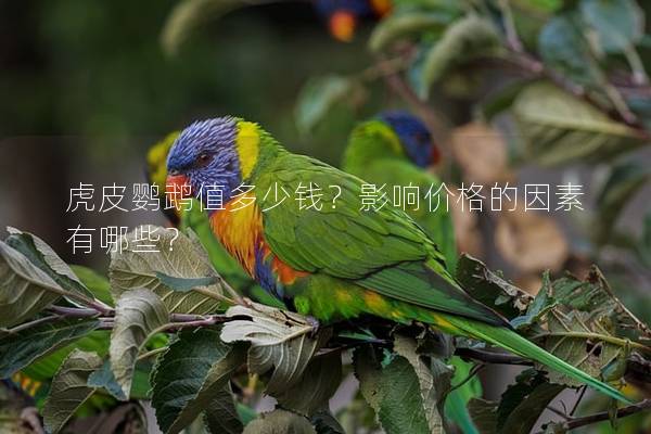虎皮鹦鹉值多少钱？影响价格的因素有哪些？
