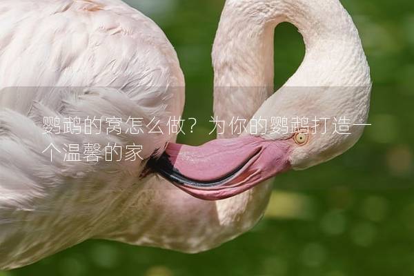鹦鹉的窝怎么做？为你的鹦鹉打造一个温馨的家