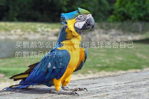 买鹦鹉怎么挑选，如何选择适合自己的鹦鹉品种？