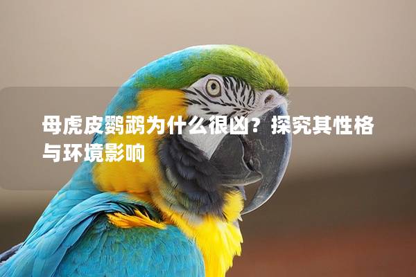 母虎皮鹦鹉为什么很凶？探究其性格与环境影响