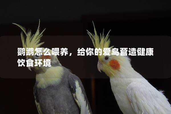 鹦鹉怎么喂养，给你的爱鸟营造健康饮食环境