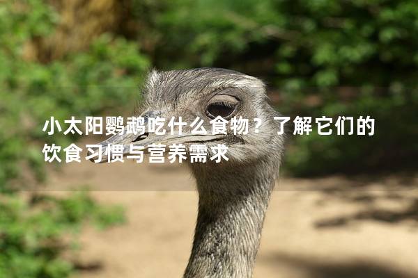 小太阳鹦鹉吃什么食物？了解它们的饮食习惯与营养需求