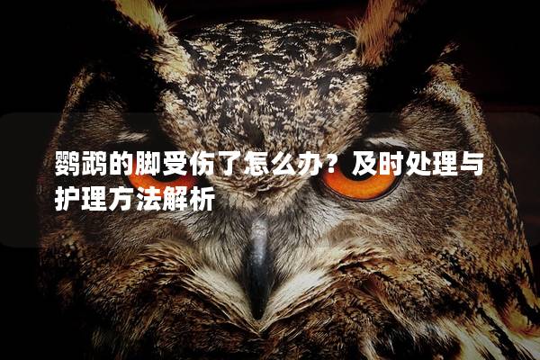 鹦鹉的脚受伤了怎么办？及时处理与护理方法解析