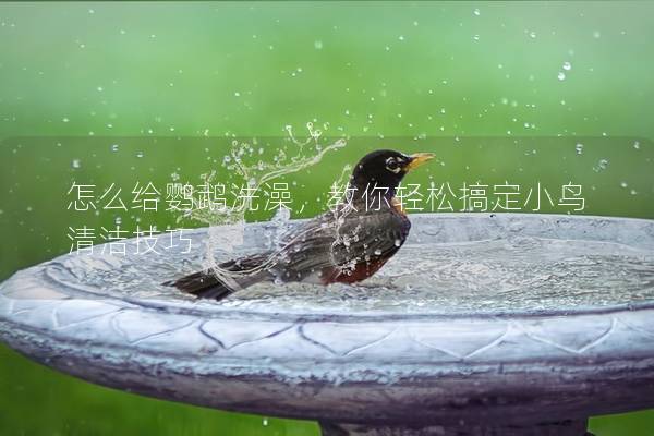 怎么给鹦鹉洗澡，教你轻松搞定小鸟清洁技巧