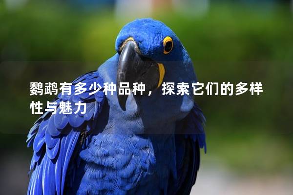 鹦鹉有多少种品种，探索它们的多样性与魅力