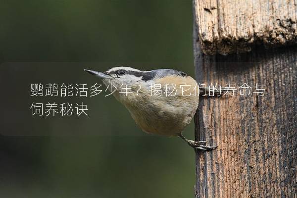 鹦鹉能活多少年？揭秘它们的寿命与饲养秘诀