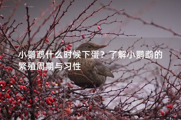 小鹦鹉什么时候下蛋？了解小鹦鹉的繁殖周期与习性