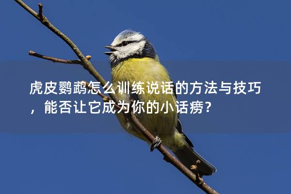 虎皮鹦鹉怎么训练说话的方法与技巧，能否让它成为你的小话痨？