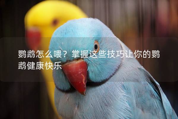 鹦鹉怎么喂？掌握这些技巧让你的鹦鹉健康快乐