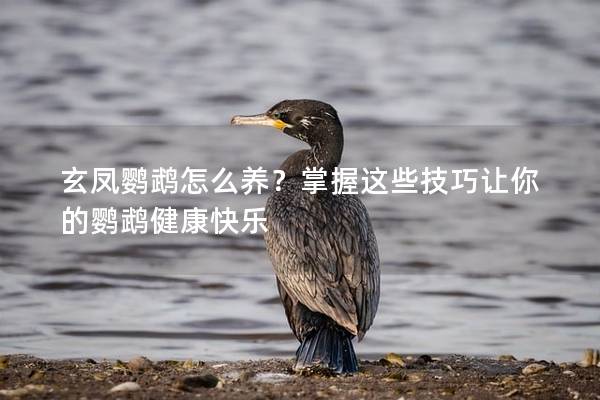 玄凤鹦鹉怎么养？掌握这些技巧让你的鹦鹉健康快乐