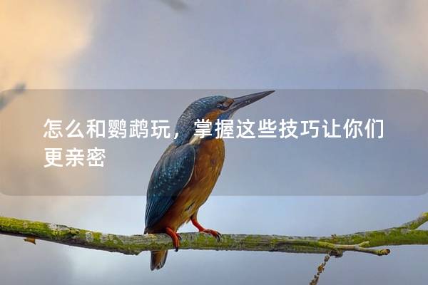 怎么和鹦鹉玩，掌握这些技巧让你们更亲密