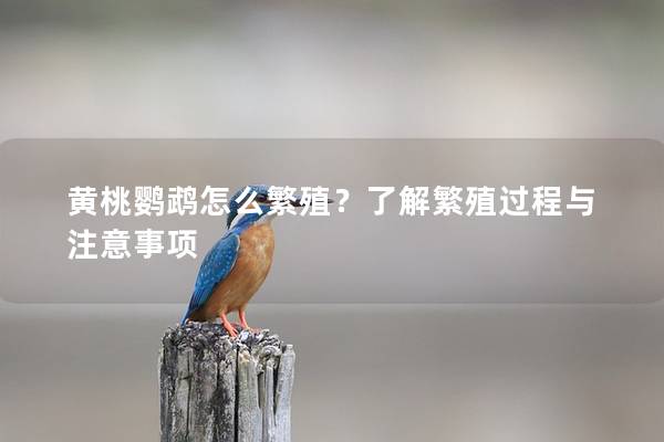 黄桃鹦鹉怎么繁殖？了解繁殖过程与注意事项