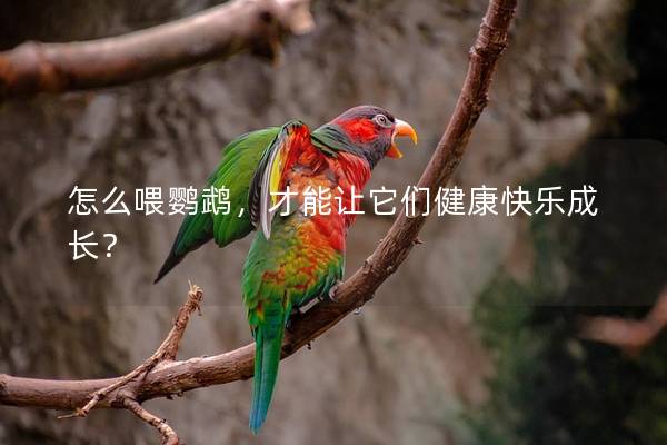 怎么喂鹦鹉，才能让它们健康快乐成长？