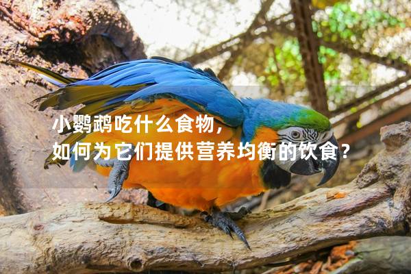 小鹦鹉吃什么食物, 如何为它们提供营养均衡的饮食？