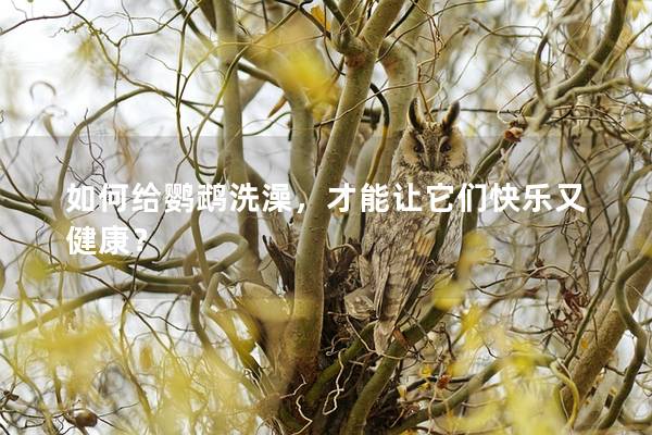 如何给鹦鹉洗澡，才能让它们快乐又健康？