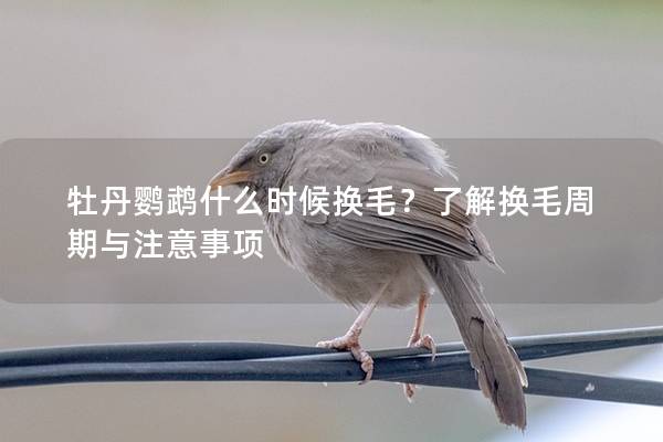牡丹鹦鹉什么时候换毛？了解换毛周期与注意事项