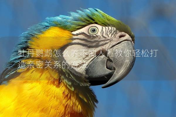 牡丹鹦鹉怎么养不怕人？教你轻松打造亲密关系的方法