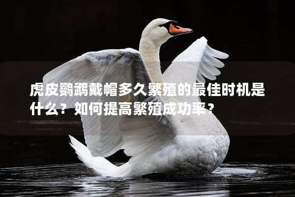 虎皮鹦鹉戴帽多久繁殖的最佳时机是什么？如何提高繁殖成功率？