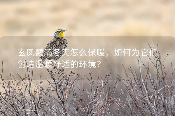 玄凤鹦鹉冬天怎么保暖，如何为它们创造温暖舒适的环境？