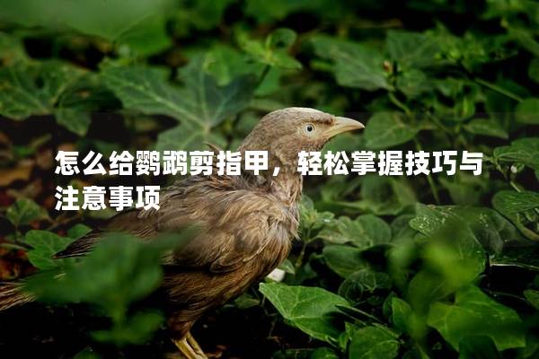 怎么给鹦鹉剪指甲，轻松掌握技巧与注意事项