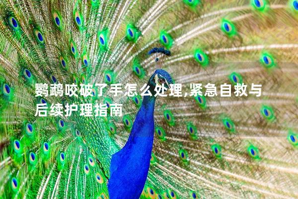 鹦鹉咬破了手怎么处理,紧急自救与后续护理指南