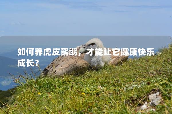 如何养虎皮鹦鹉，才能让它健康快乐成长？