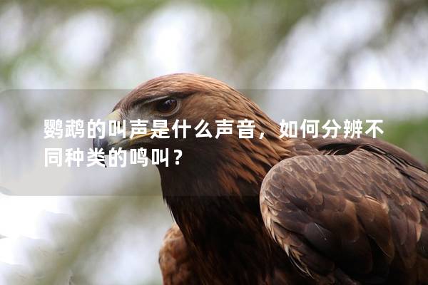 鹦鹉的叫声是什么声音，如何分辨不同种类的鸣叫？