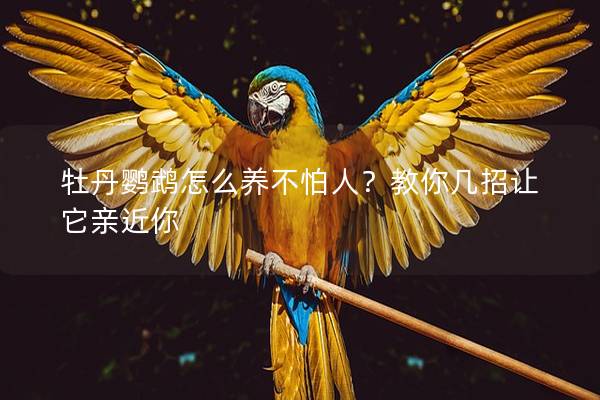 牡丹鹦鹉怎么养不怕人？教你几招让它亲近你