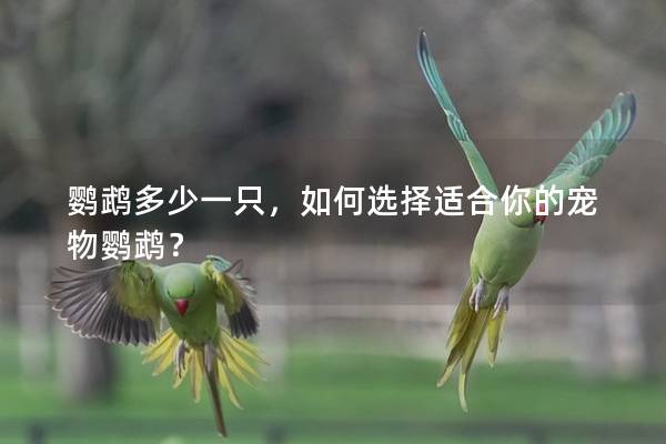 鹦鹉多少一只，如何选择适合你的宠物鹦鹉？