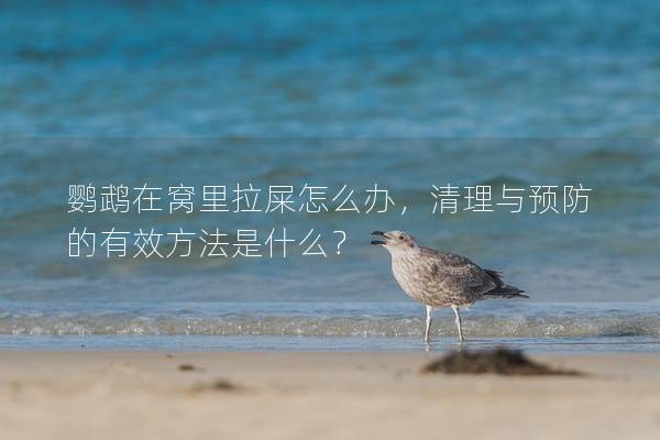 鹦鹉在窝里拉屎怎么办，清理与预防的有效方法是什么？