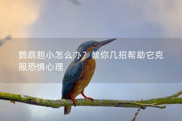 鹦鹉胆小怎么办？教你几招帮助它克服恐惧心理