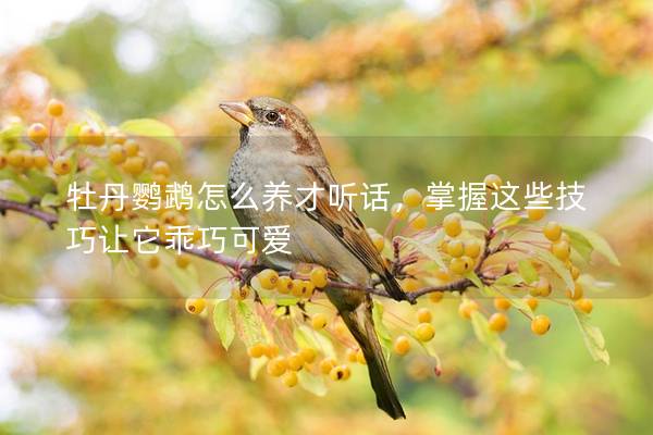 牡丹鹦鹉怎么养才听话，掌握这些技巧让它乖巧可爱