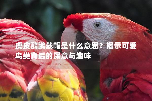 虎皮鹦鹉戴帽是什么意思？揭示可爱鸟类背后的深意与趣味