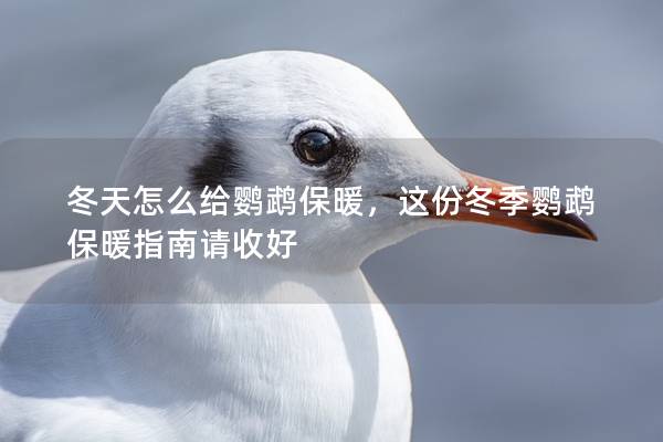 冬天怎么给鹦鹉保暖，这份冬季鹦鹉保暖指南请收好