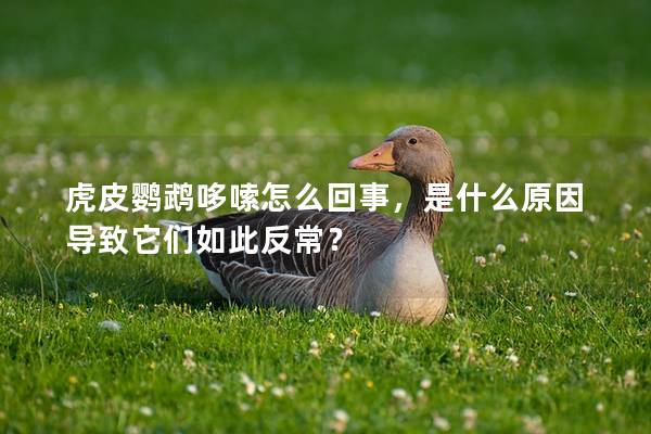 虎皮鹦鹉哆嗦怎么回事，是什么原因导致它们如此反常？