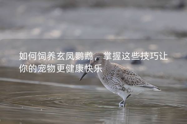 如何饲养玄凤鹦鹉，掌握这些技巧让你的宠物更健康快乐