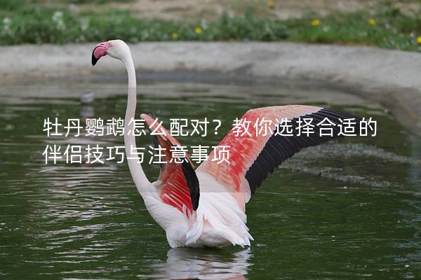 牡丹鹦鹉怎么配对？教你选择合适的伴侣技巧与注意事项