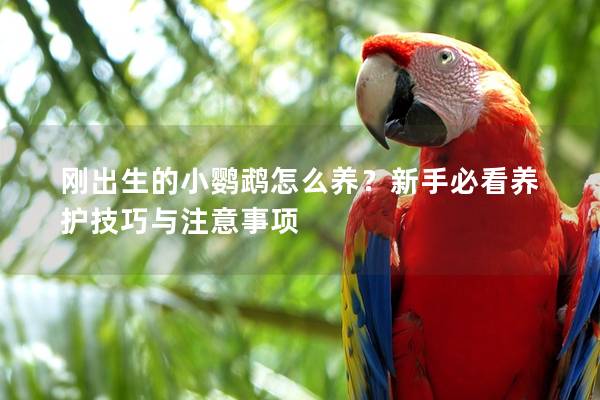 刚出生的小鹦鹉怎么养？新手必看养护技巧与注意事项