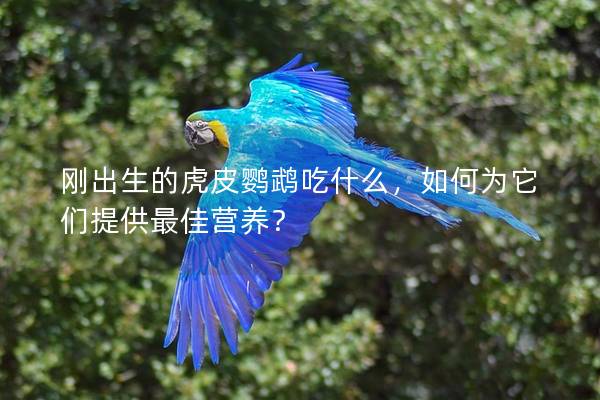 刚出生的虎皮鹦鹉吃什么，如何为它们提供最佳营养？