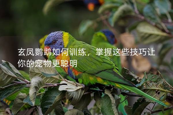 玄凤鹦鹉如何训练，掌握这些技巧让你的宠物更聪明