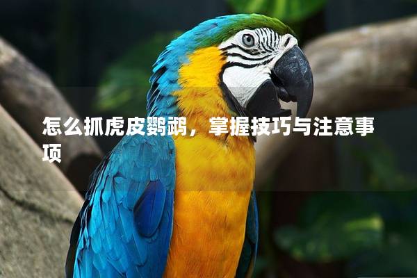 怎么抓虎皮鹦鹉，掌握技巧与注意事项