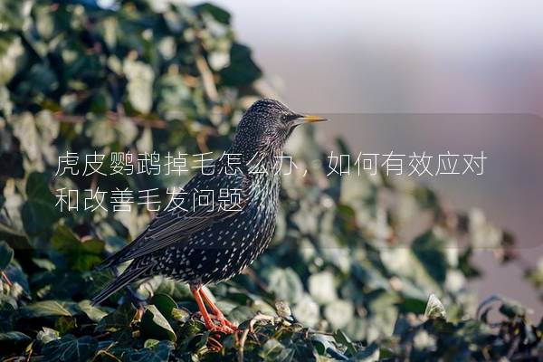 虎皮鹦鹉掉毛怎么办，如何有效应对和改善毛发问题