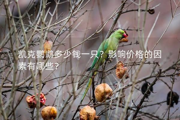 凯克鹦鹉多少钱一只？影响价格的因素有哪些？