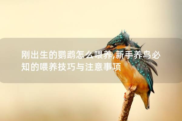 刚出生的鹦鹉怎么喂养,新手养鸟必知的喂养技巧与注意事项